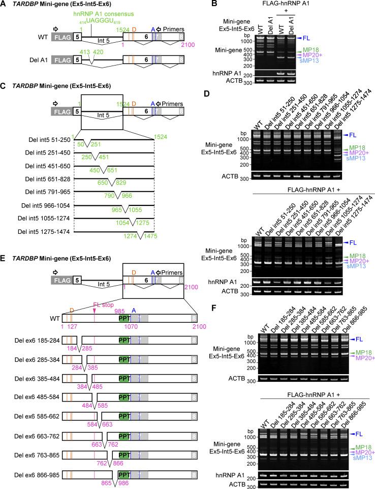 https://cdn.ncbi.nlm.nih.gov/pmc/blobs/9732/12333503/1b2d06e3ae16/jcb_202406097_figs3.jpg
