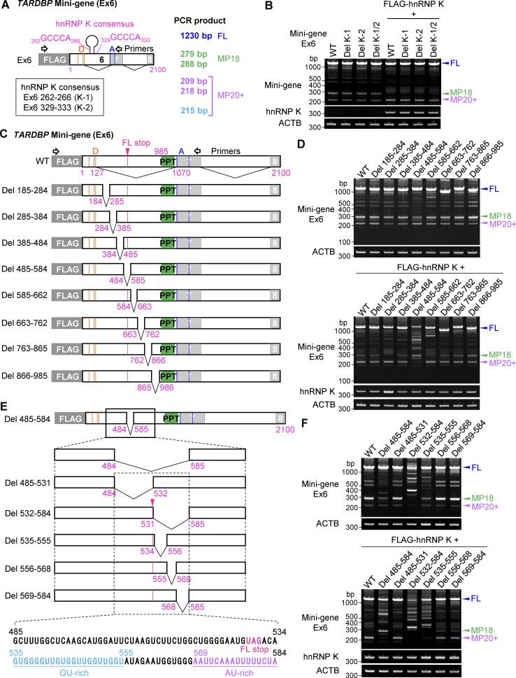 https://cdn.ncbi.nlm.nih.gov/pmc/blobs/9732/12333503/3d1450a40ebe/jcb_202406097_figs4.jpg
