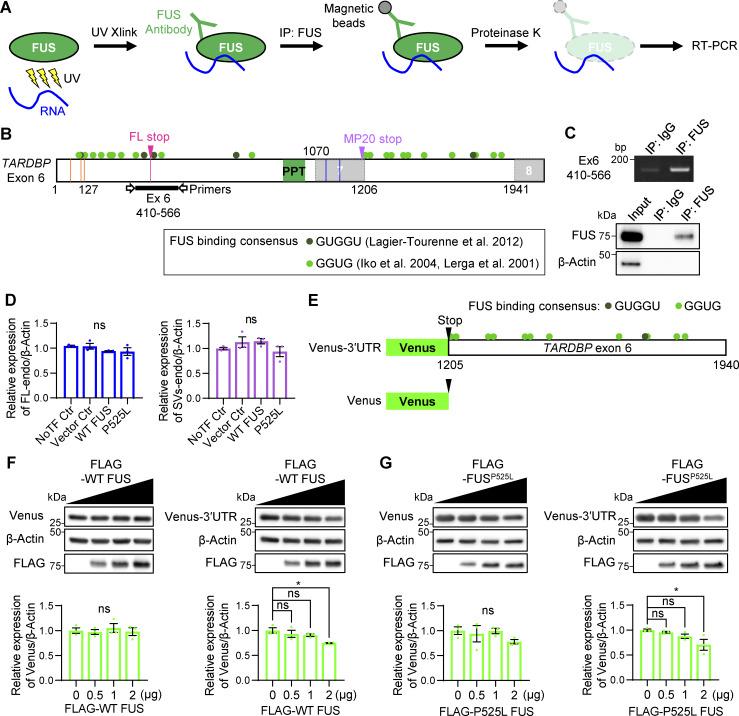 https://cdn.ncbi.nlm.nih.gov/pmc/blobs/9732/12333503/6611fa9ece1b/jcb_202406097_figs5.jpg
