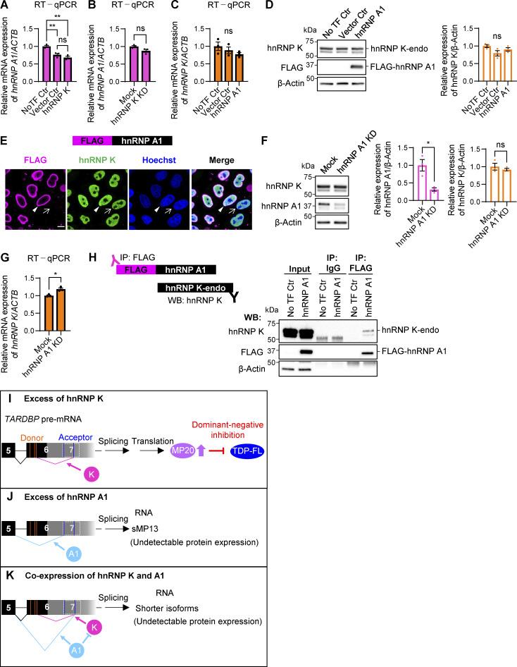 https://cdn.ncbi.nlm.nih.gov/pmc/blobs/9732/12333503/767bab0dc8c5/jcb_202406097_figs2.jpg