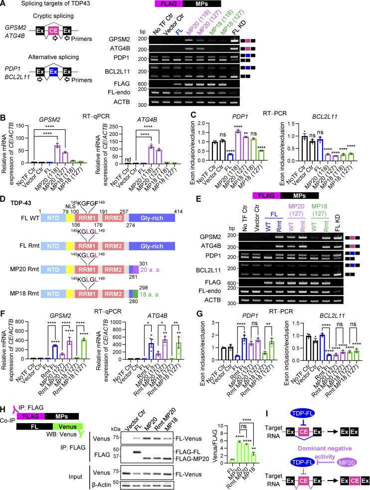 https://cdn.ncbi.nlm.nih.gov/pmc/blobs/9732/12333503/975ae1b129c8/jcb_202406097_fig2.jpg