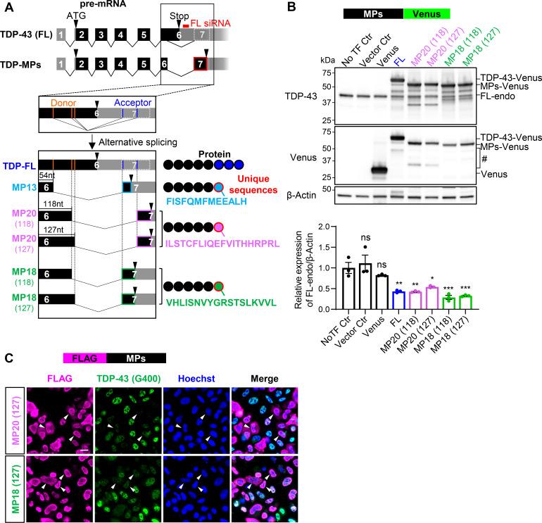 https://cdn.ncbi.nlm.nih.gov/pmc/blobs/9732/12333503/9a55285c60a4/jcb_202406097_fig1.jpg