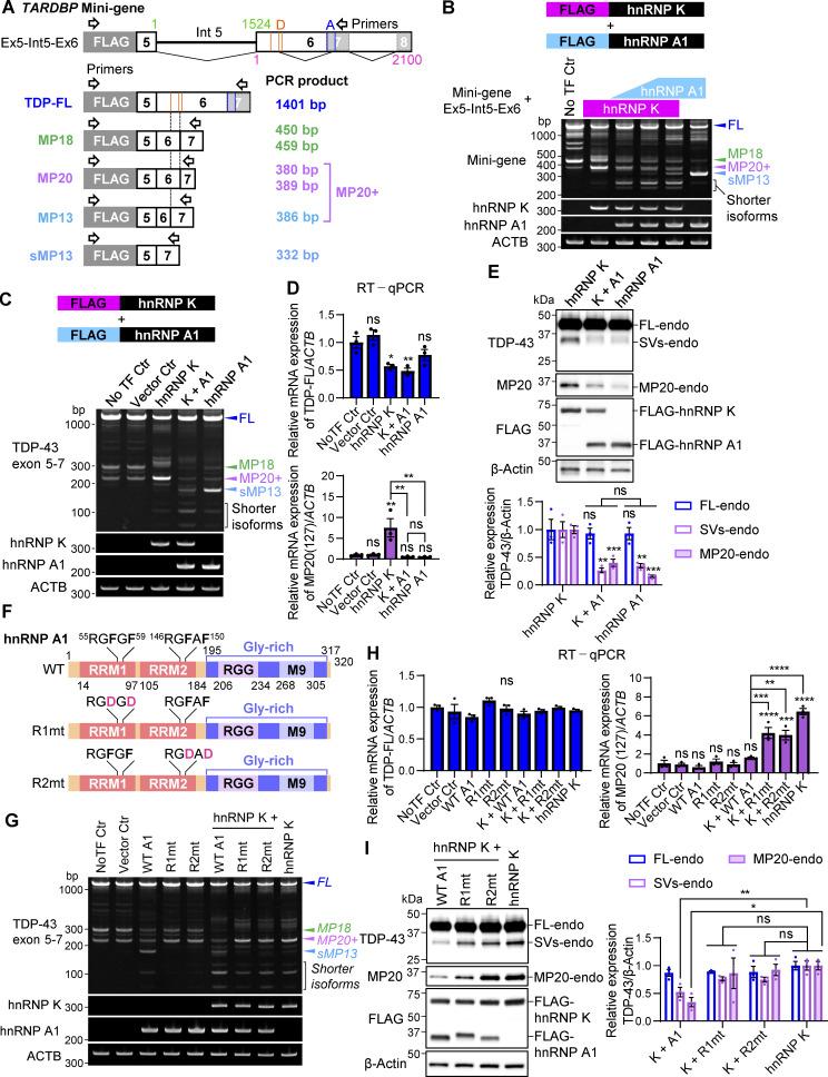 https://cdn.ncbi.nlm.nih.gov/pmc/blobs/9732/12333503/a6d2195f51c0/jcb_202406097_fig7.jpg