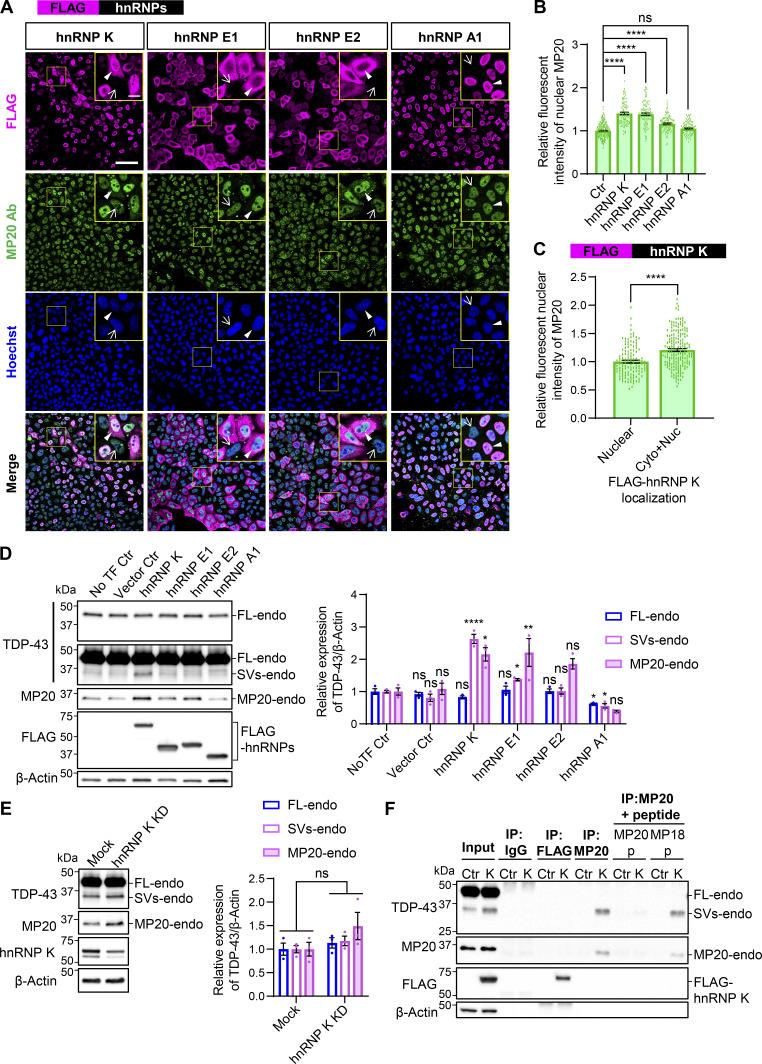 https://cdn.ncbi.nlm.nih.gov/pmc/blobs/9732/12333503/a7392f28e6c0/jcb_202406097_fig5.jpg