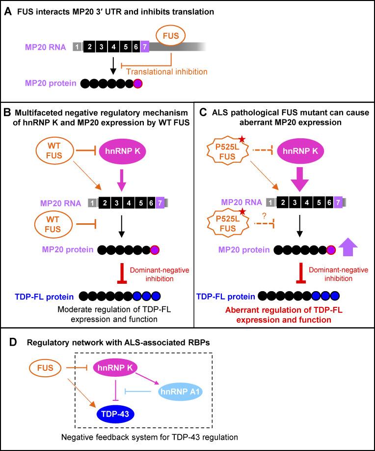 https://cdn.ncbi.nlm.nih.gov/pmc/blobs/9732/12333503/df8a98cb10cc/jcb_202406097_fig10.jpg