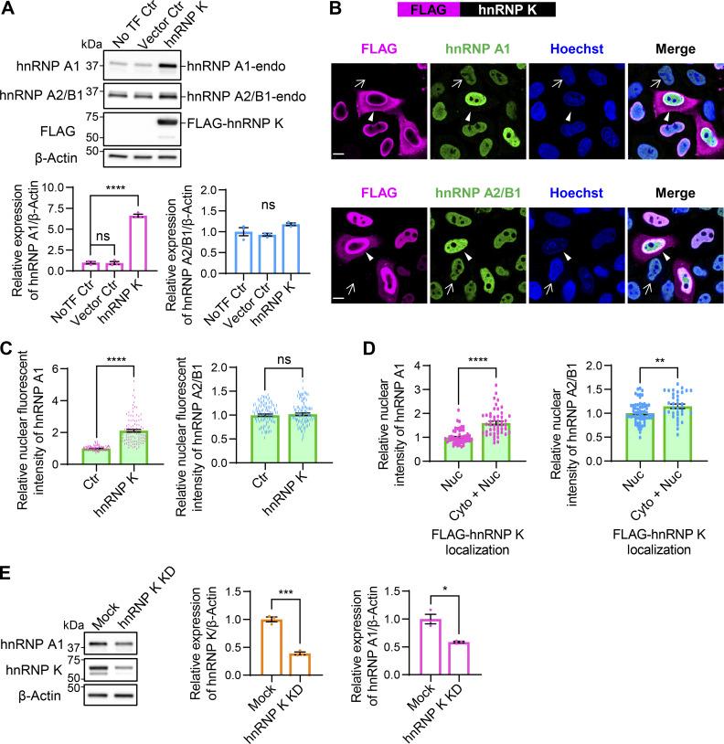 https://cdn.ncbi.nlm.nih.gov/pmc/blobs/9732/12333503/fda0d62fd164/jcb_202406097_fig6.jpg