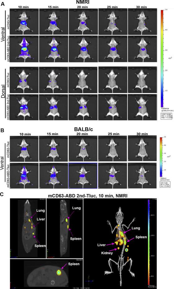 https://cdn.ncbi.nlm.nih.gov/pmc/blobs/9734/9314316/d9b738b60940/JEV2-11-e12248-g003.jpg