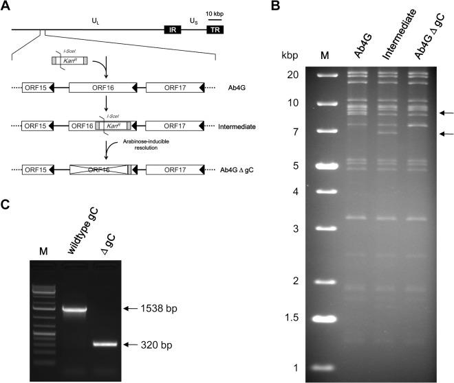 https://cdn.ncbi.nlm.nih.gov/pmc/blobs/9735/4407896/76e4a4b2bf41/pone.0122640.g001.jpg