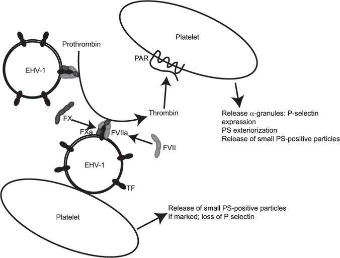 https://cdn.ncbi.nlm.nih.gov/pmc/blobs/9735/4407896/b4bf70684e8d/pone.0122640.g008.jpg