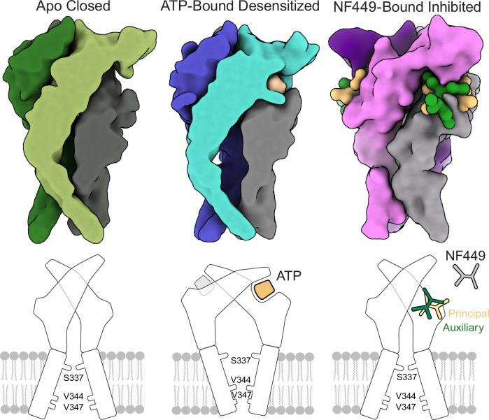 https://cdn.ncbi.nlm.nih.gov/pmc/blobs/9739/11448502/77443e70f60a/41467_2024_52636_Fig7_HTML.jpg