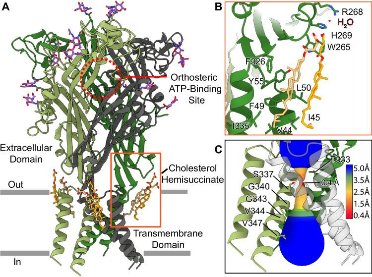 https://cdn.ncbi.nlm.nih.gov/pmc/blobs/9739/11448502/90c6cf9ff3db/41467_2024_52636_Fig1_HTML.jpg