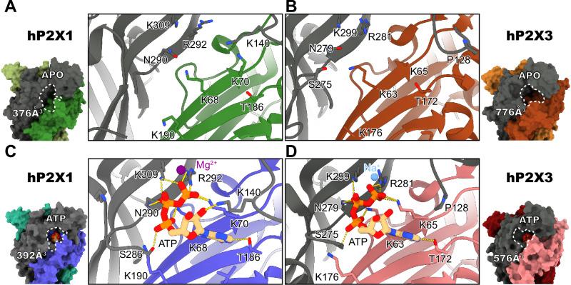 https://cdn.ncbi.nlm.nih.gov/pmc/blobs/9739/11448502/bfa5b46591e4/41467_2024_52636_Fig4_HTML.jpg