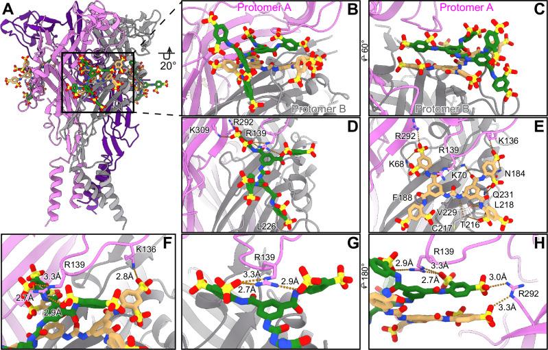https://cdn.ncbi.nlm.nih.gov/pmc/blobs/9739/11448502/d347f9cf711d/41467_2024_52636_Fig5_HTML.jpg