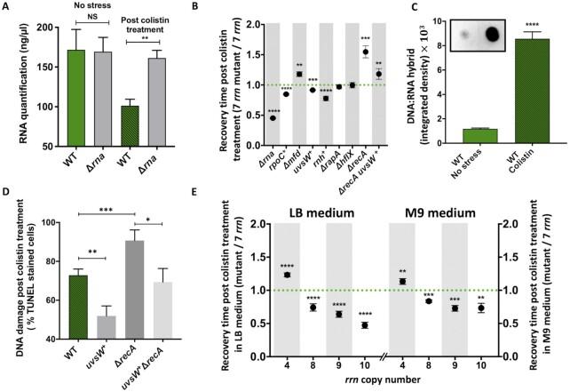https://cdn.ncbi.nlm.nih.gov/pmc/blobs/9739/9825170/e4b8d10e28c1/gkac332fig5.jpg