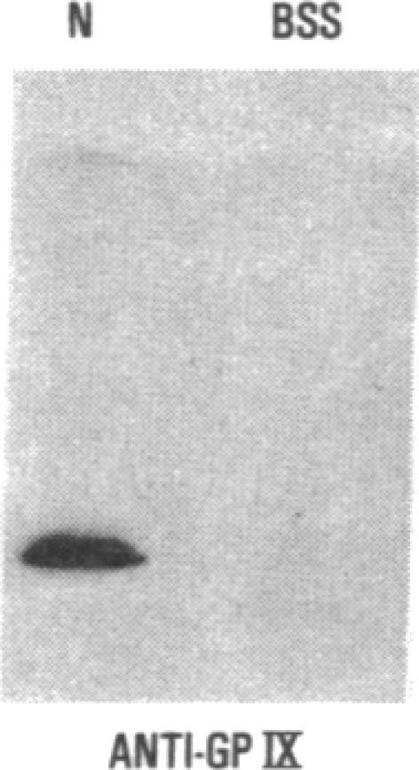 https://cdn.ncbi.nlm.nih.gov/pmc/blobs/973a/296685/6df60f8654c2/jcinvest00073-0038-a.jpg