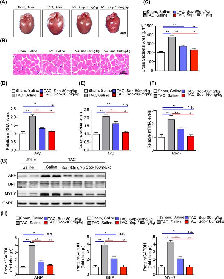 https://cdn.ncbi.nlm.nih.gov/pmc/blobs/973a/7677750/6846fc2f695d/bsr-40-bsr20200661-g3.jpg