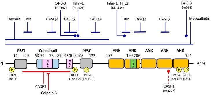 https://cdn.ncbi.nlm.nih.gov/pmc/blobs/973e/5535855/991dd7d6cecb/ijms-18-01362-g001.jpg