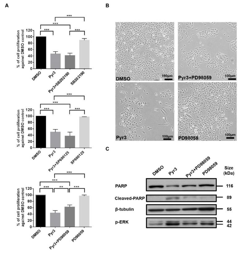 https://cdn.ncbi.nlm.nih.gov/pmc/blobs/973e/6520729/eb12d0be8fda/cancers-11-00558-g004.jpg