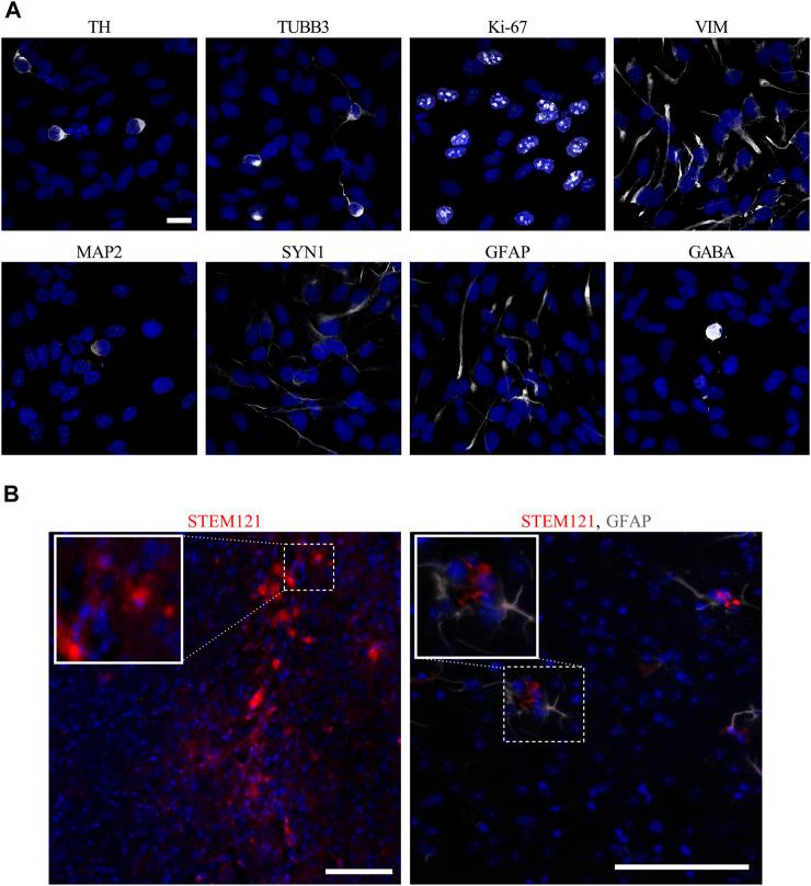 https://cdn.ncbi.nlm.nih.gov/pmc/blobs/9740/8807563/0b6841ab346a/fphar-12-773925-g003.jpg
