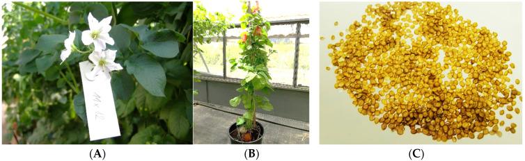 https://cdn.ncbi.nlm.nih.gov/pmc/blobs/9747/11174463/ec1a8c5444d6/plants-13-01578-g013.jpg