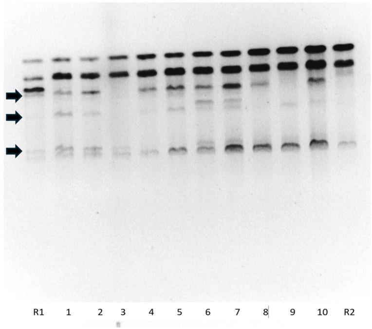 https://cdn.ncbi.nlm.nih.gov/pmc/blobs/9747/11174463/f205eb998b73/plants-13-01578-g007.jpg