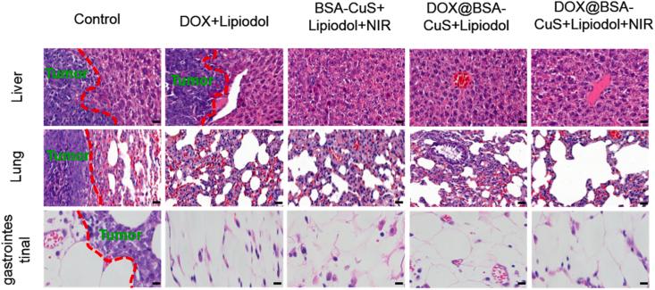 https://cdn.ncbi.nlm.nih.gov/pmc/blobs/974d/8487074/888c102ed203/gr8.jpg
