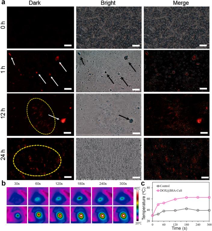 https://cdn.ncbi.nlm.nih.gov/pmc/blobs/974d/8487074/e315681354b7/gr5.jpg