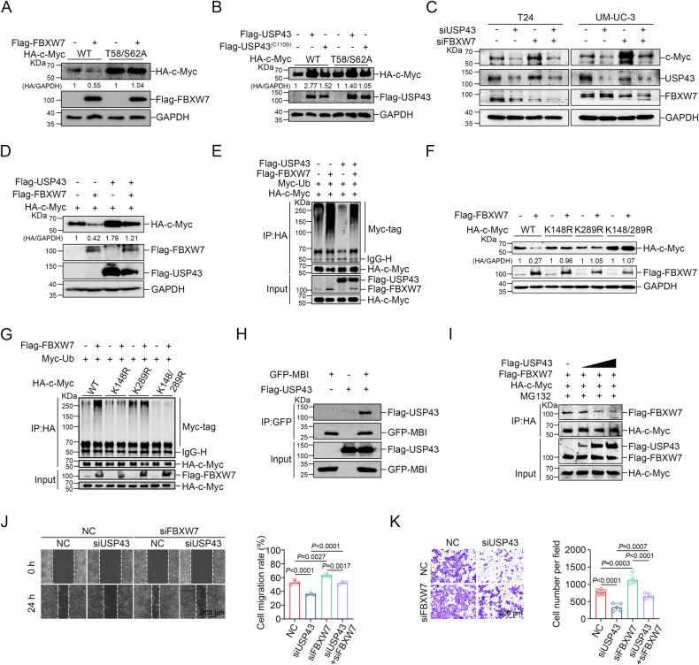 https://cdn.ncbi.nlm.nih.gov/pmc/blobs/974f/10787741/3a7b1c8d8af1/41419_2024_6446_Fig6_HTML.jpg