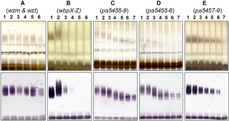 https://cdn.ncbi.nlm.nih.gov/pmc/blobs/9750/3560663/1a2cd6011b5d/mbo0011314260006.jpg