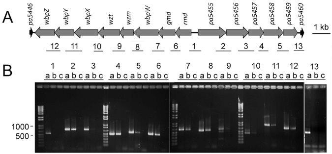https://cdn.ncbi.nlm.nih.gov/pmc/blobs/9750/3560663/6590bc946b94/mbo0011314260001.jpg