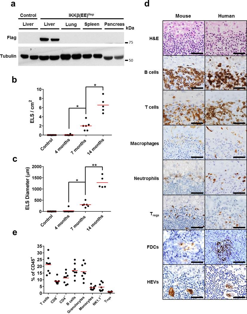 https://cdn.ncbi.nlm.nih.gov/pmc/blobs/9755/4653079/fb697752bf4b/nihms721671f2.jpg