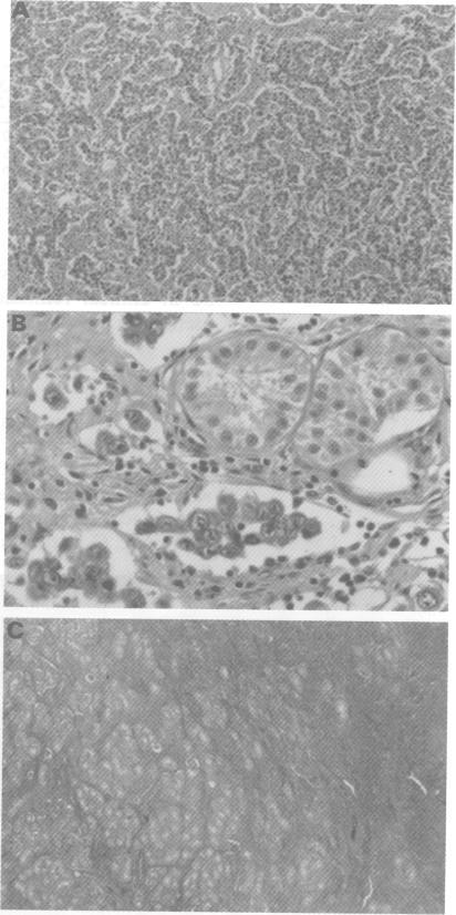 https://cdn.ncbi.nlm.nih.gov/pmc/blobs/9756/1051464/1046f3365528/jmedgene00239-0061-b.jpg