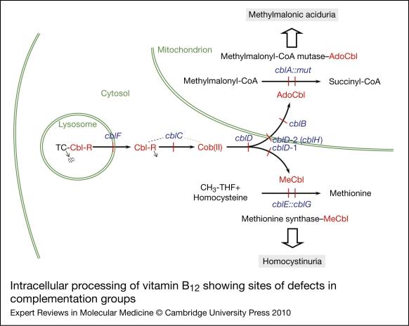 https://cdn.ncbi.nlm.nih.gov/pmc/blobs/9757/2995210/1bdab136db44/S1462399410001651_fig2.jpg