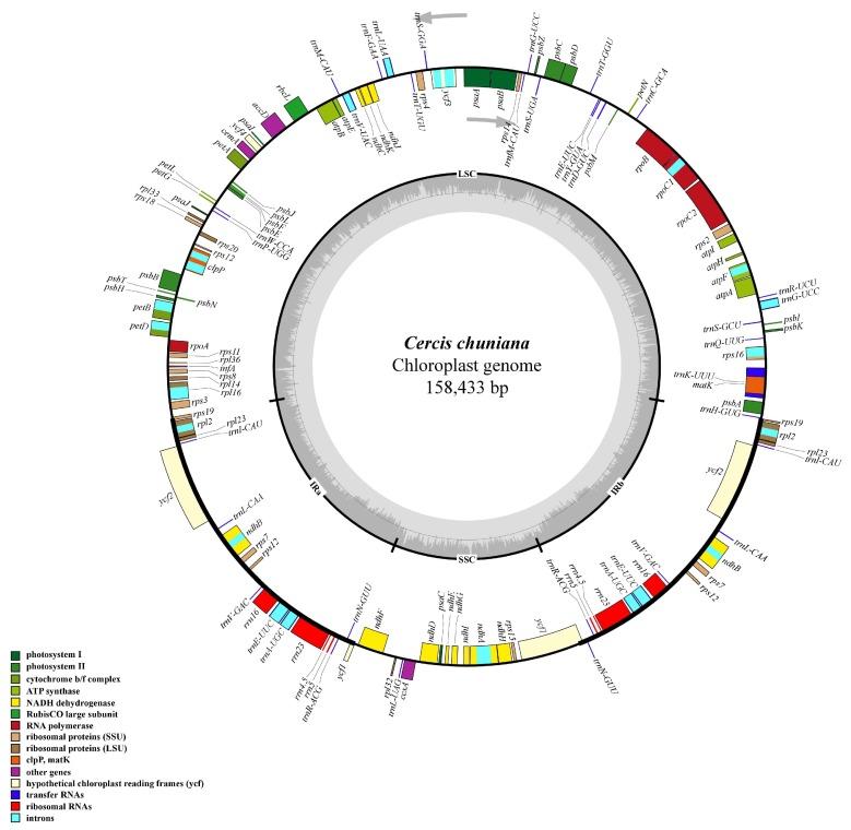 https://cdn.ncbi.nlm.nih.gov/pmc/blobs/9757/5983592/a47edfcd6cf0/ijms-19-01286-g001.jpg