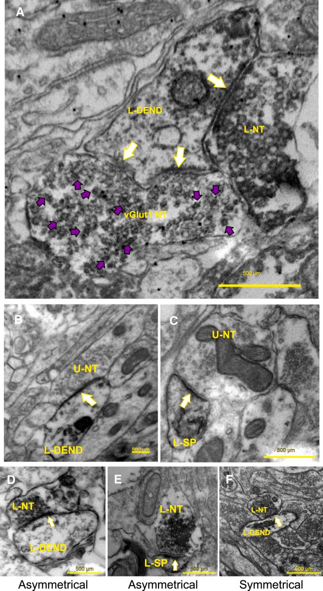 https://cdn.ncbi.nlm.nih.gov/pmc/blobs/9758/10727970/73fe94ba838a/gr7.jpg