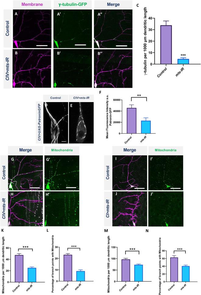 https://cdn.ncbi.nlm.nih.gov/pmc/blobs/975a/9702092/36b944ee4a73/fnmol-15-926567-g008.jpg