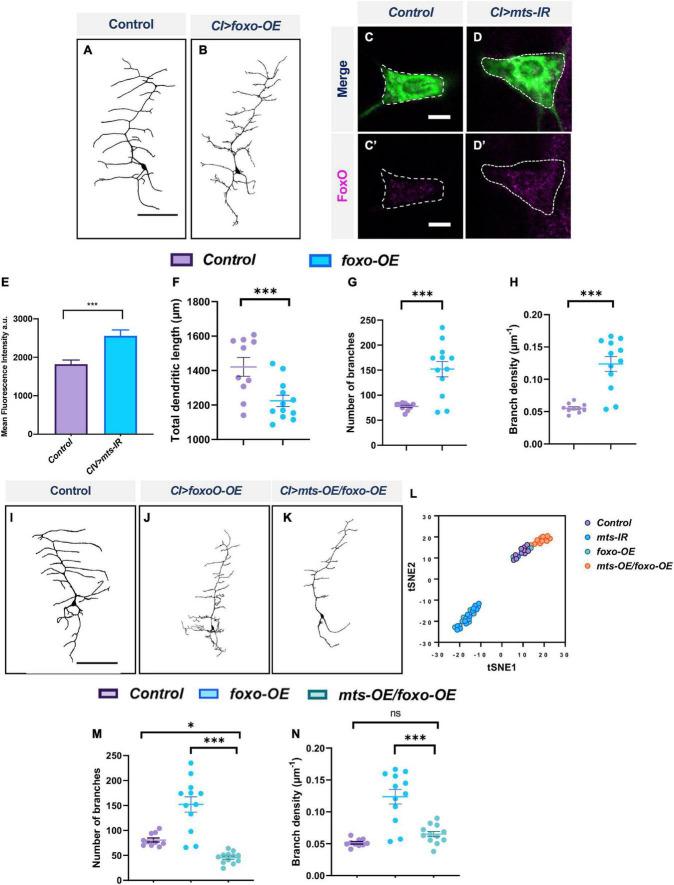 https://cdn.ncbi.nlm.nih.gov/pmc/blobs/975a/9702092/c7f2b184b1c8/fnmol-15-926567-g010.jpg