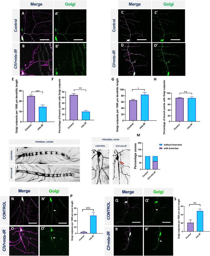 https://cdn.ncbi.nlm.nih.gov/pmc/blobs/975a/9702092/f2c0fd1b6ff2/fnmol-15-926567-g009.jpg