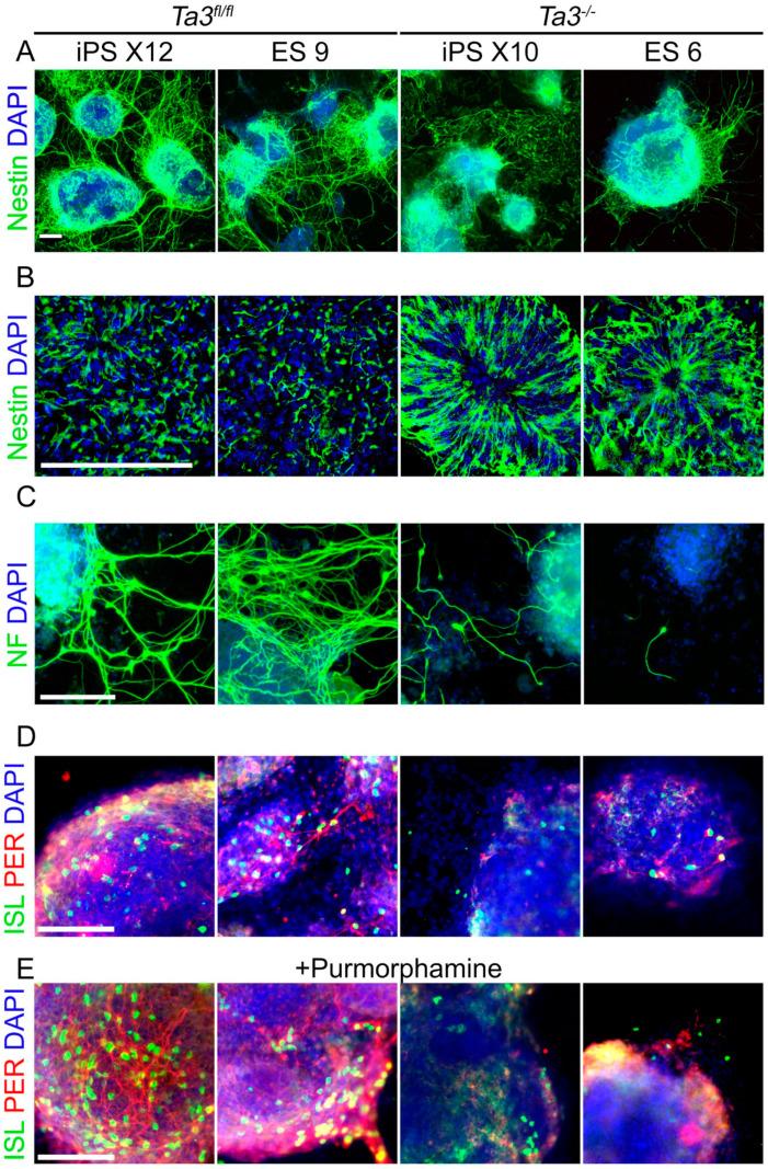 https://cdn.ncbi.nlm.nih.gov/pmc/blobs/975d/11639927/24e034807ea3/cells-13-01957-g007.jpg