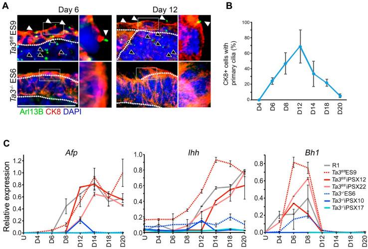https://cdn.ncbi.nlm.nih.gov/pmc/blobs/975d/11639927/55bd6b60c97a/cells-13-01957-g005.jpg