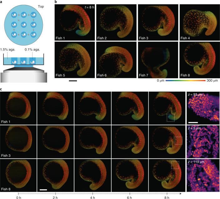 https://cdn.ncbi.nlm.nih.gov/pmc/blobs/975d/9007742/c758bb472a59/41592_2022_1417_Fig5_HTML.jpg