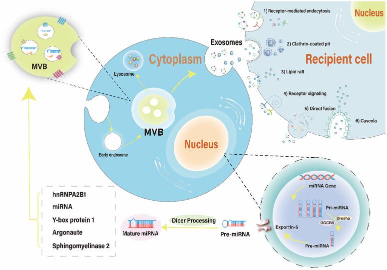 https://cdn.ncbi.nlm.nih.gov/pmc/blobs/975e/11260631/fa26b964eded/fimmu-15-1419660-g001.jpg