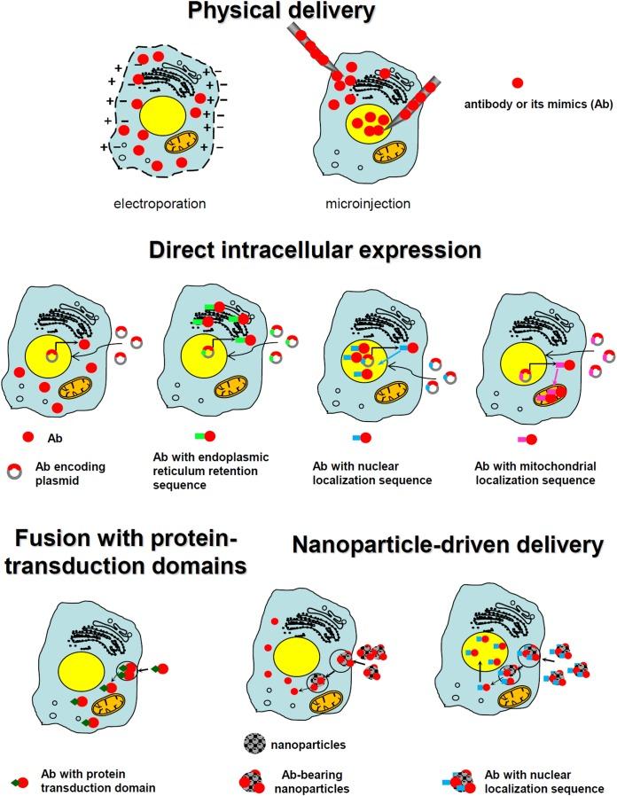 https://cdn.ncbi.nlm.nih.gov/pmc/blobs/975e/6207587/ac1d0072d888/fphar-09-01208-g002.jpg