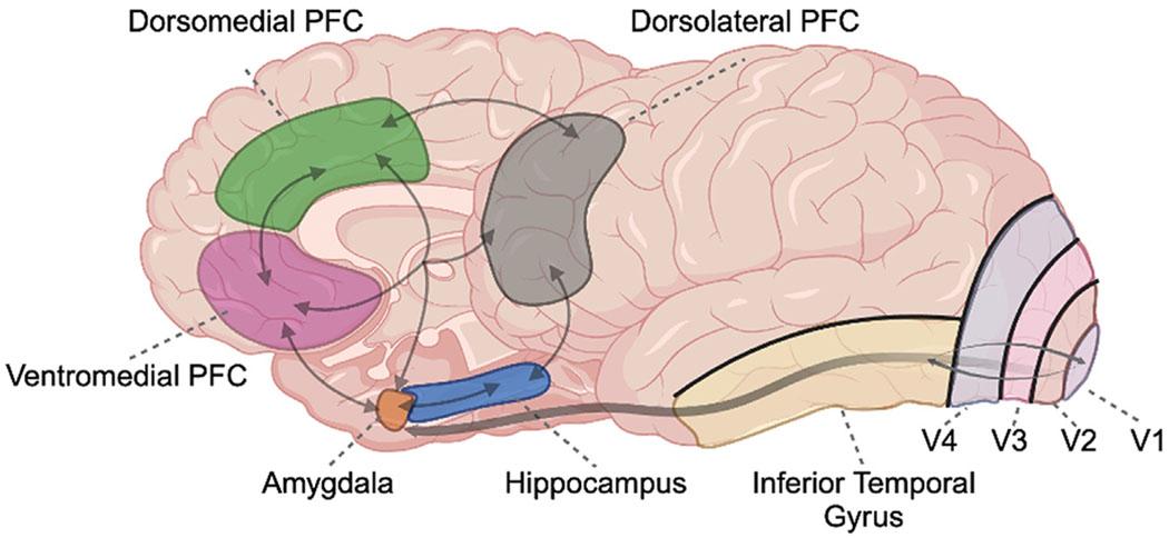 https://cdn.ncbi.nlm.nih.gov/pmc/blobs/9763/11717988/1e1b51264776/nihms-2008515-f0001.jpg