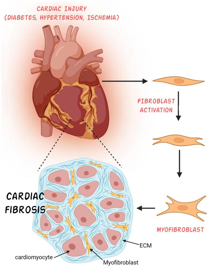 https://cdn.ncbi.nlm.nih.gov/pmc/blobs/9764/12032538/54243a7c3a21/cureus-0017-00000081264-i02.jpg