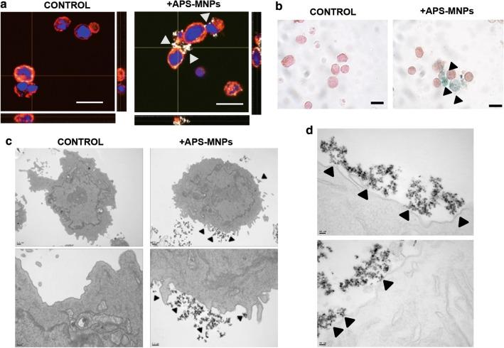 https://cdn.ncbi.nlm.nih.gov/pmc/blobs/9769/6683429/250518f0b0be/12951_2019_520_Fig2_HTML.jpg
