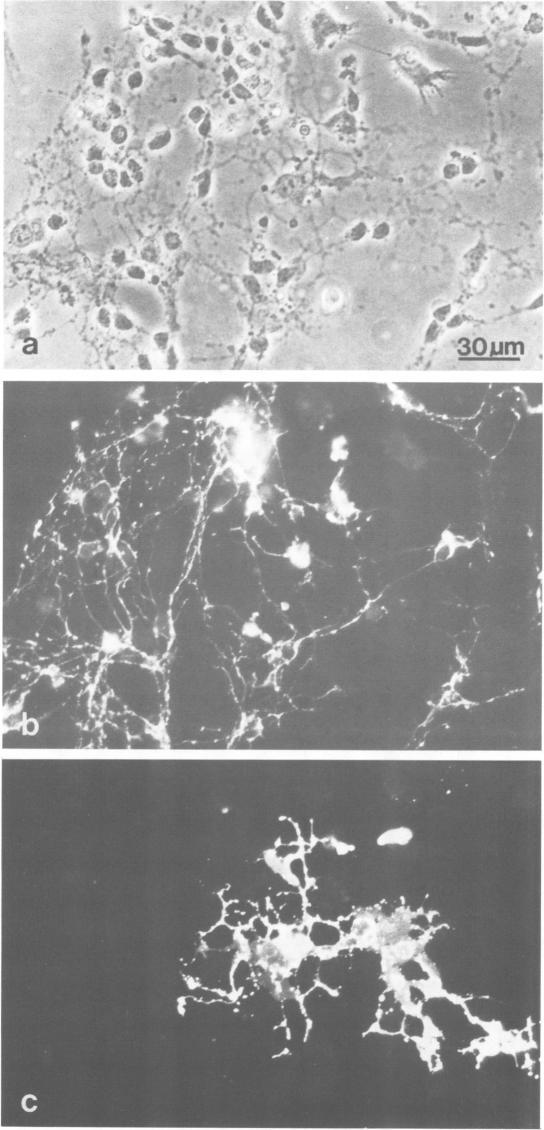 https://cdn.ncbi.nlm.nih.gov/pmc/blobs/976a/557289/0a8517881aa0/emboj00305-0009-a.jpg
