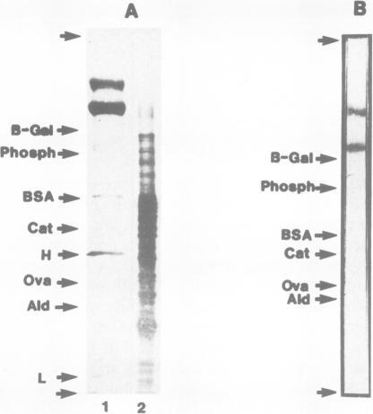 https://cdn.ncbi.nlm.nih.gov/pmc/blobs/976a/557289/632c3bb647d7/emboj00305-0008-a.jpg