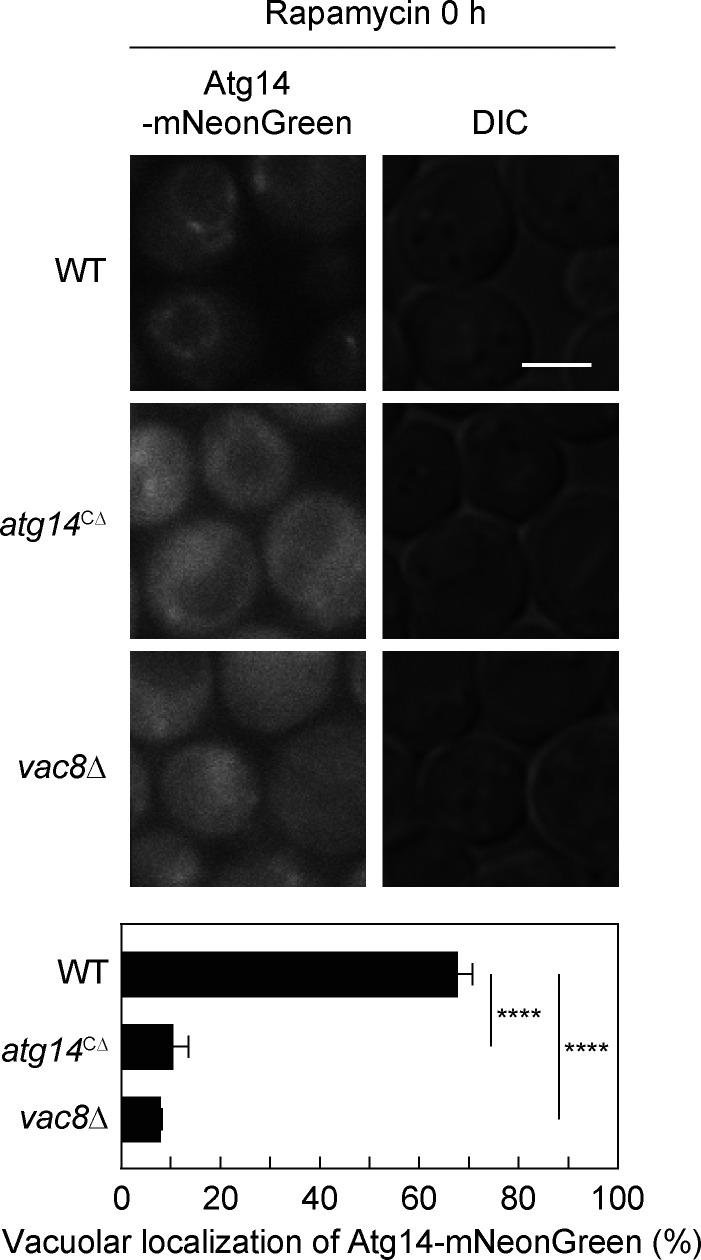 https://cdn.ncbi.nlm.nih.gov/pmc/blobs/976c/10337603/4a5bc9b5e9af/JCB_202210017_FigS1.jpg