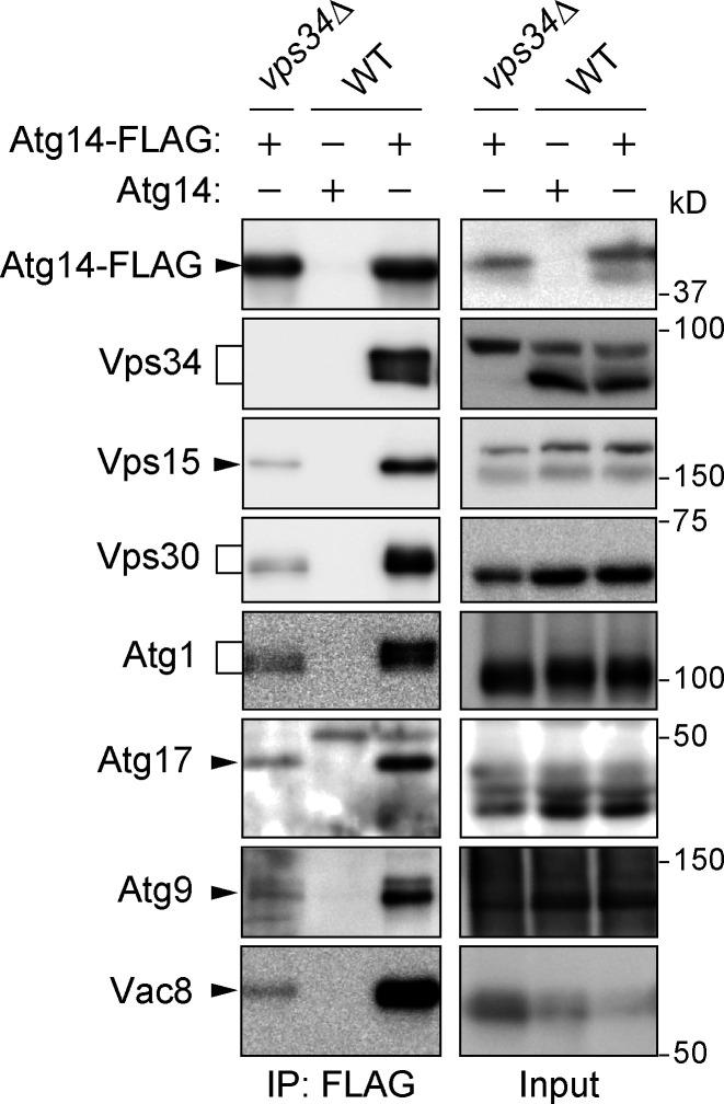 https://cdn.ncbi.nlm.nih.gov/pmc/blobs/976c/10337603/9ce0b3d1dbd4/JCB_202210017_FigS4.jpg
